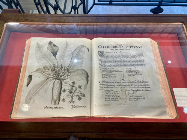 Basilius Besler, Hortus Eystettensis, “Mandragora foemina”, Norimberga, 1613, manoscritto nel fondo della Biblioteca Angelica, Roma