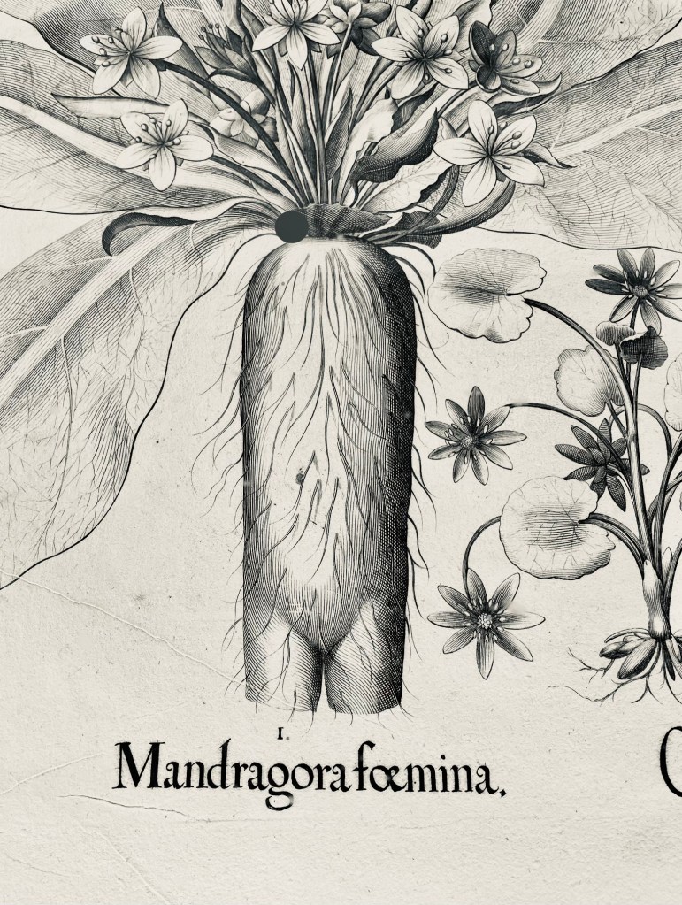 “Mandragora foemina”, Norimberga, 1613, (particolare), manoscritto nel fondo della Biblioteca Angelica, Roma